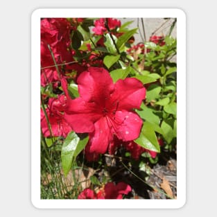 Red Azalea Sticker